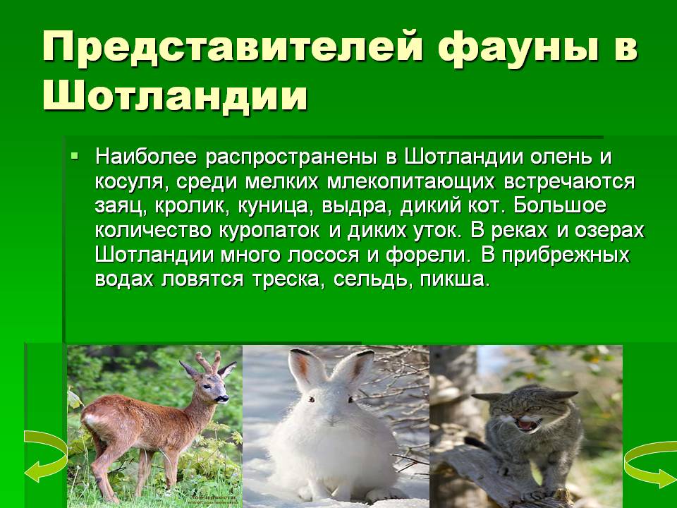 Косуля