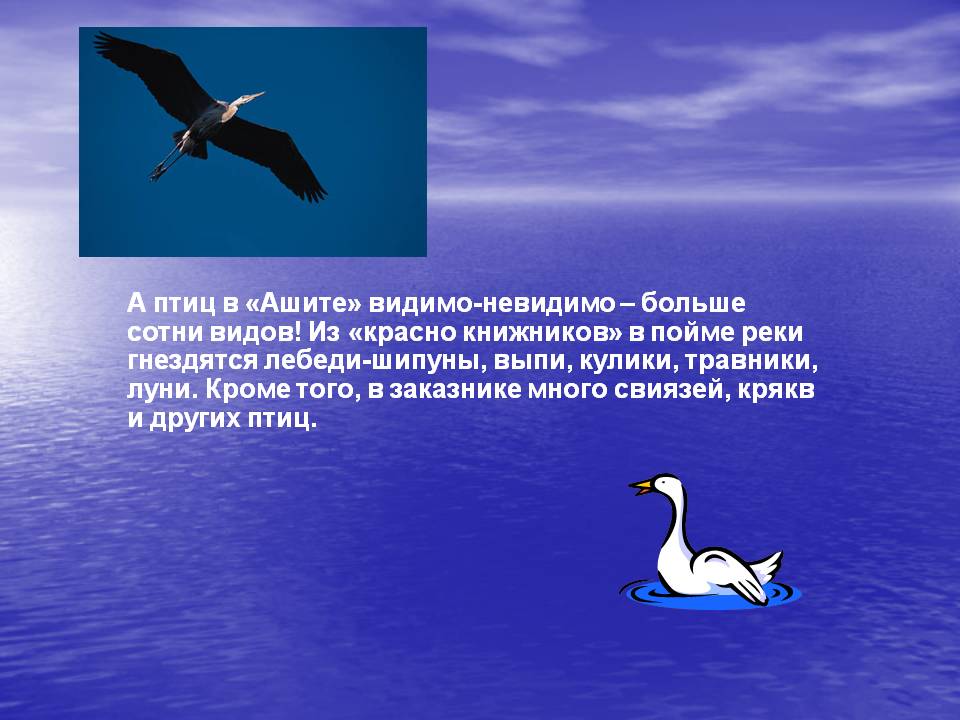 Лебеди-шипуны