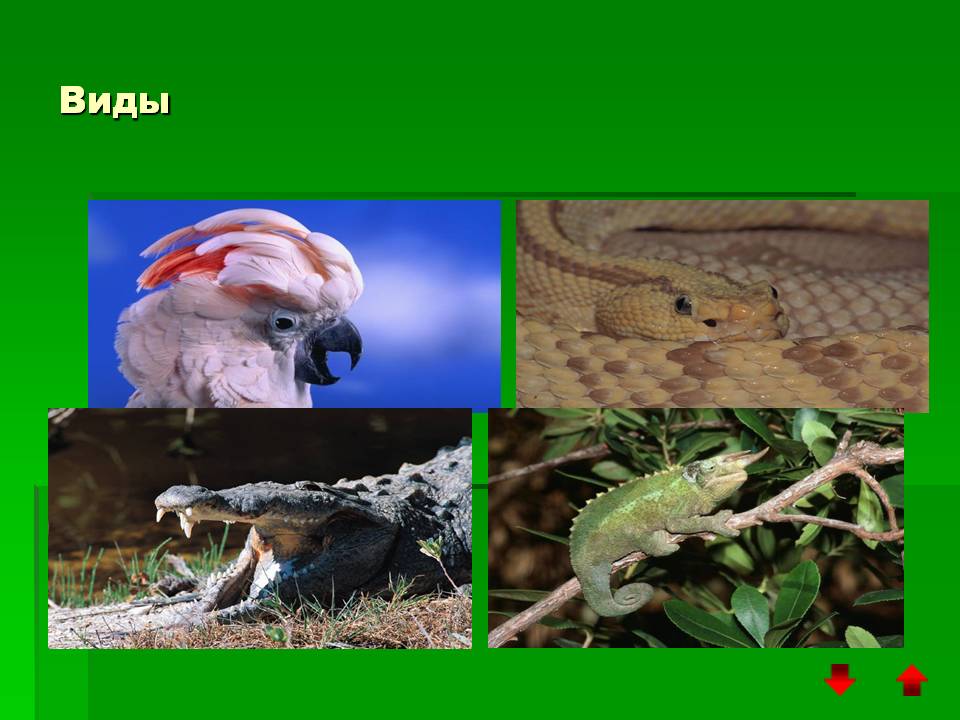Виды