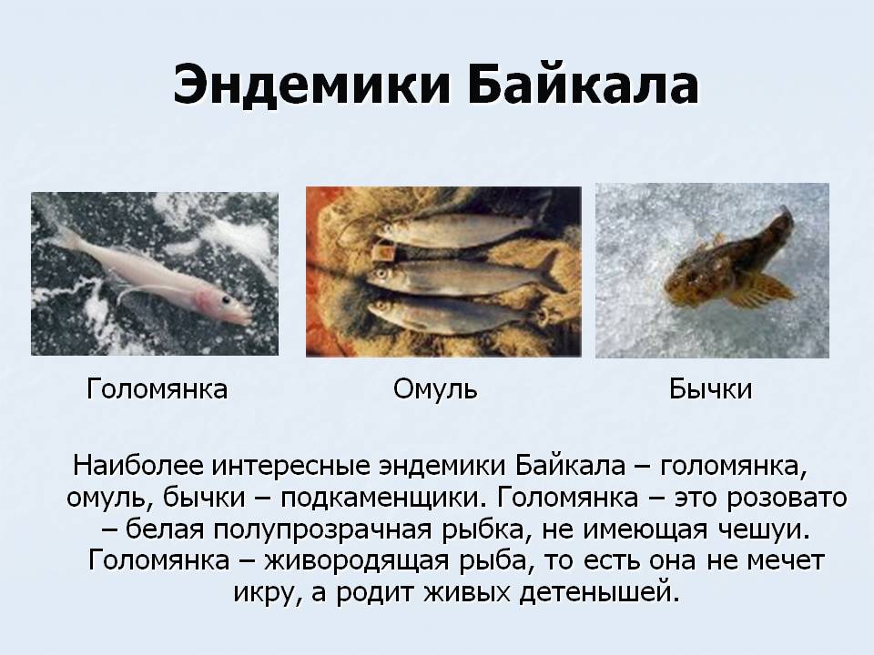 Эндемики Байкала