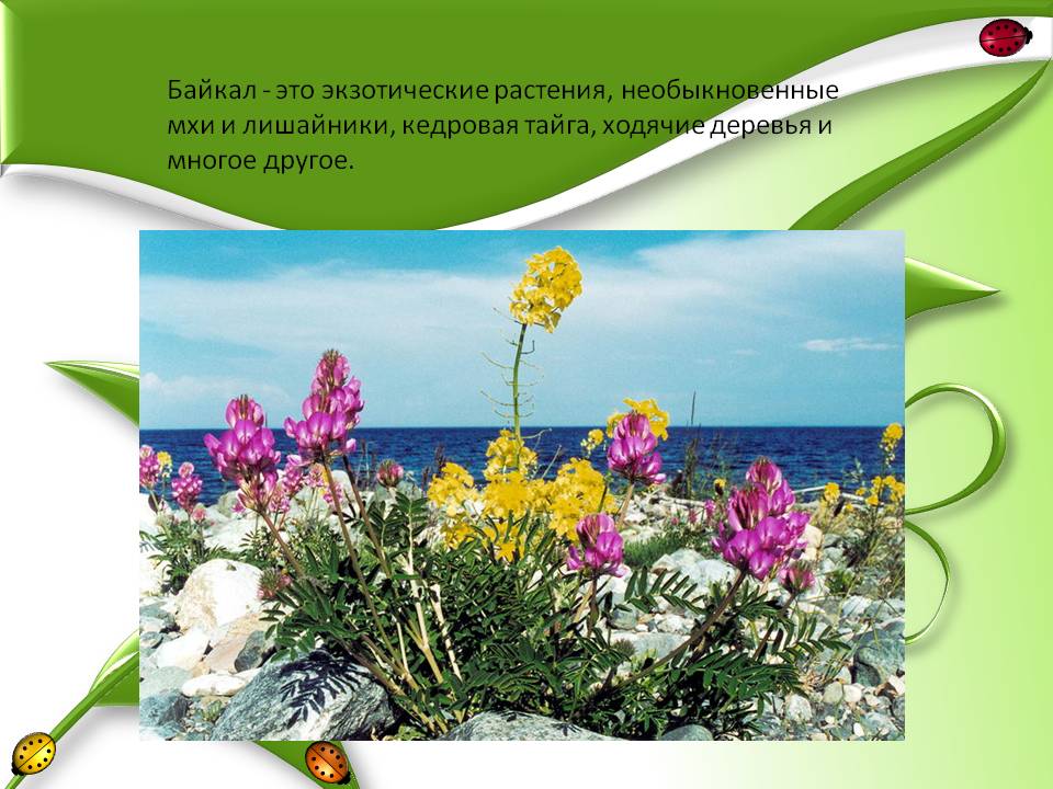 Экзотические растения