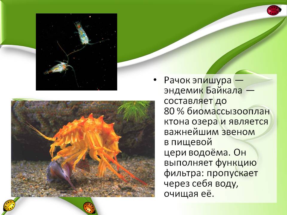 Рачок эпишура