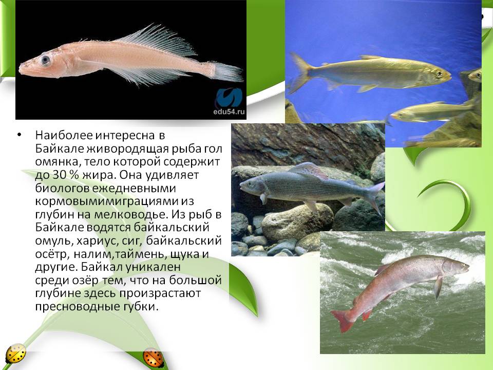 Живородящая рыба голомянка