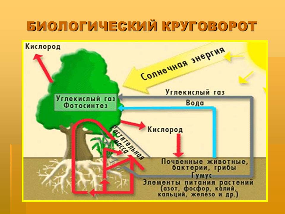 Биологический круговорот