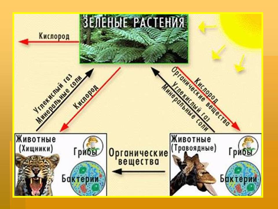 Биосфера география