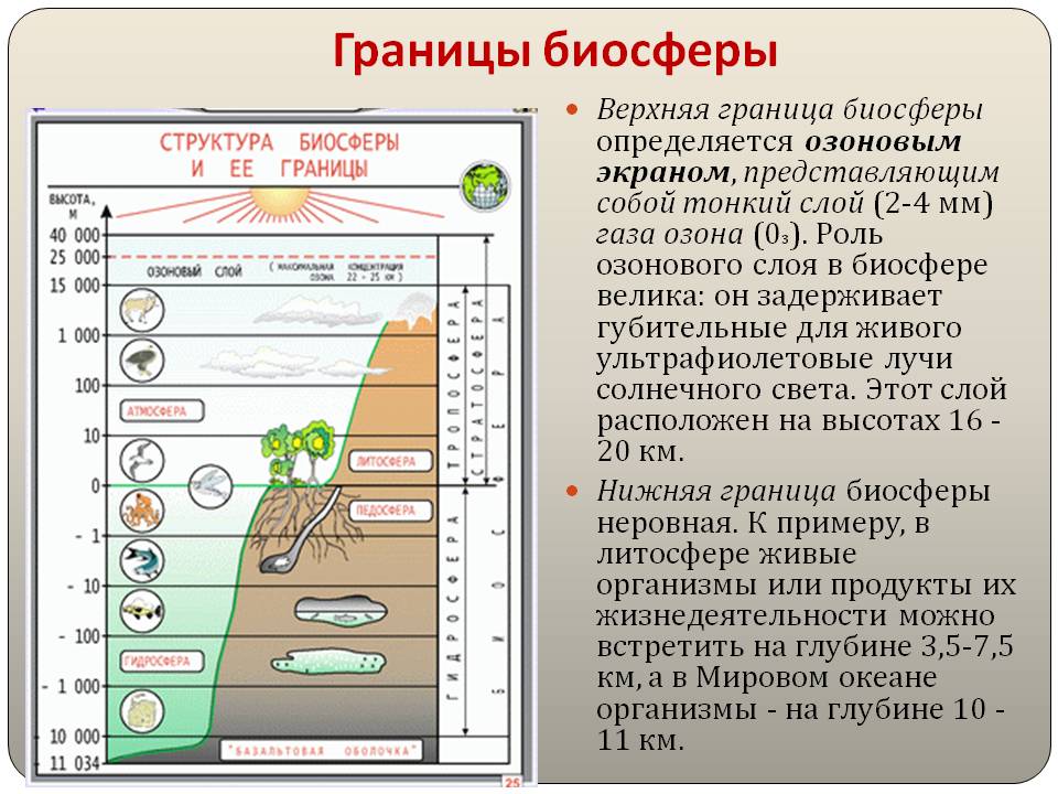 Границы биосферы