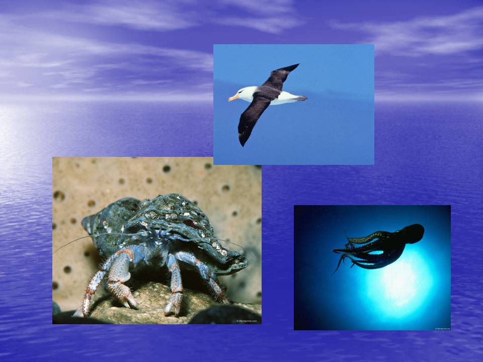 Чёрное море