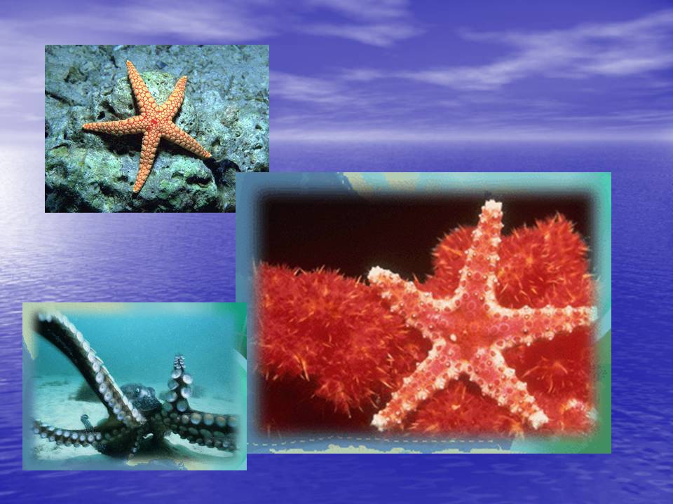 Чёрное море