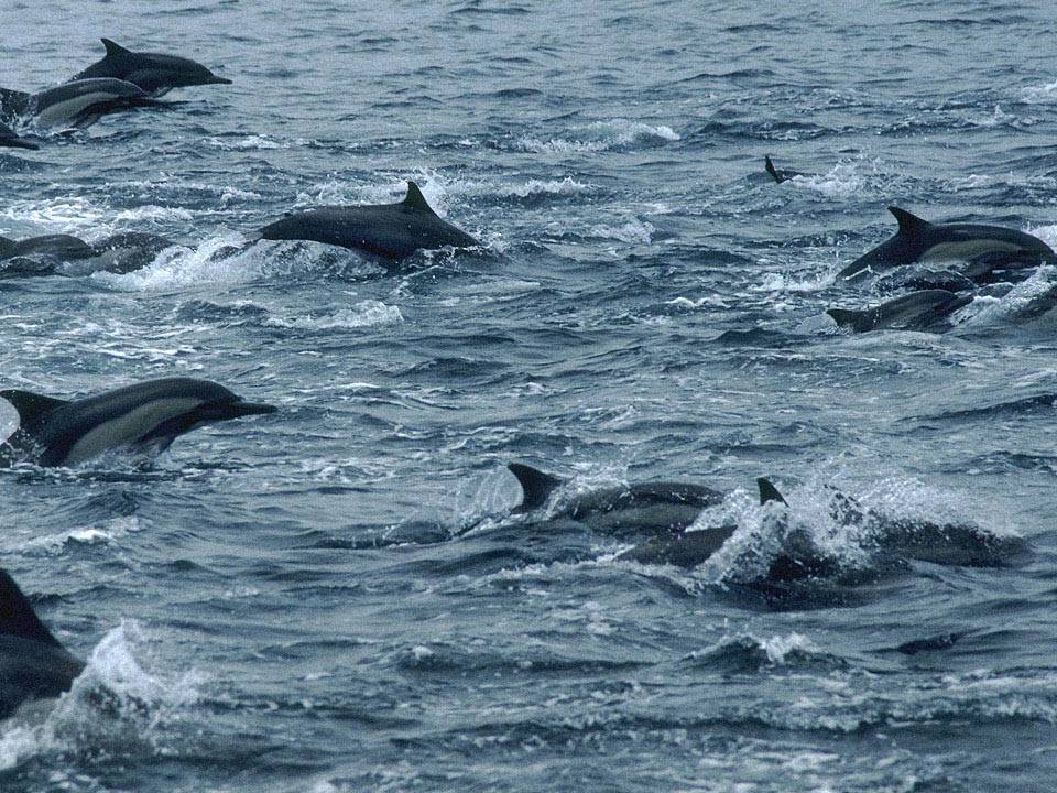 Чёрное море
