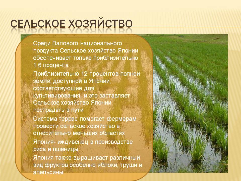 Сельское хозяйство