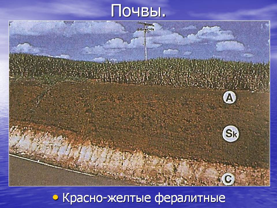 Почвы