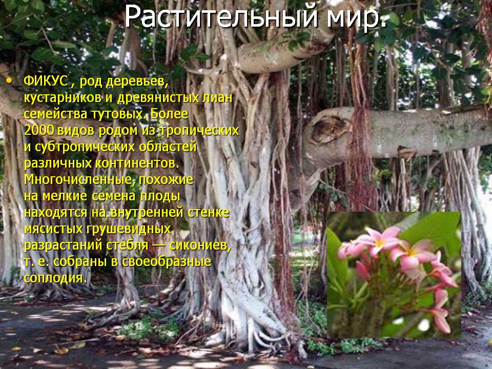 Растительный мир