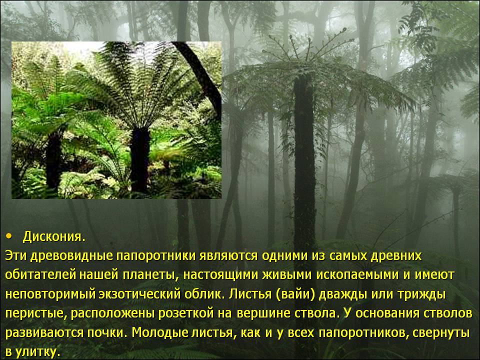 Дискония