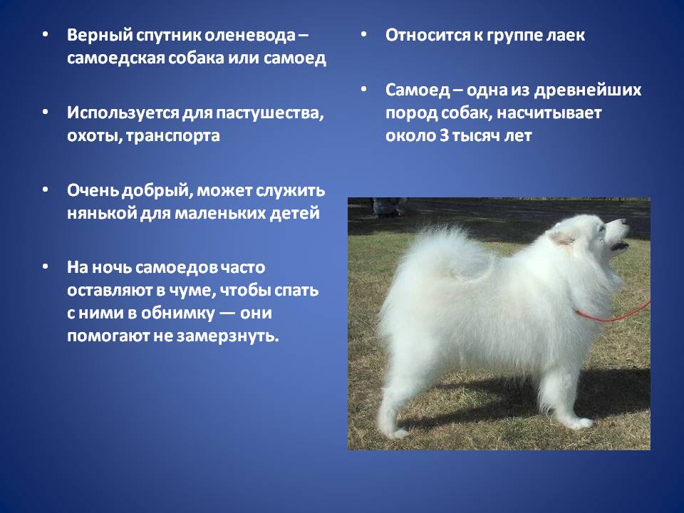 Самоедская собака