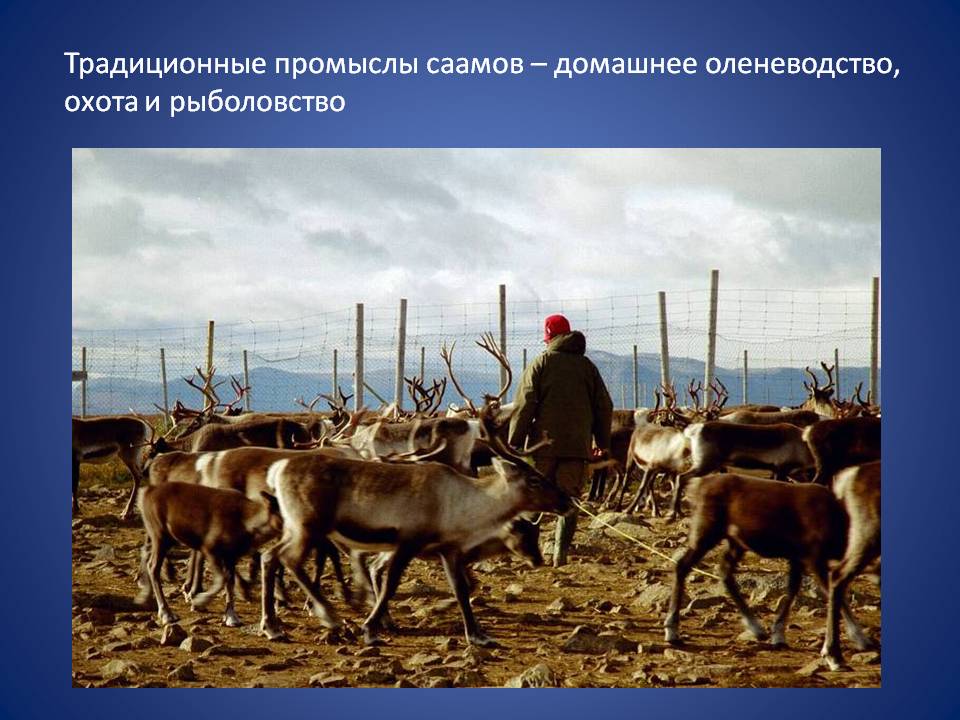 Традиционные промыслы саамов