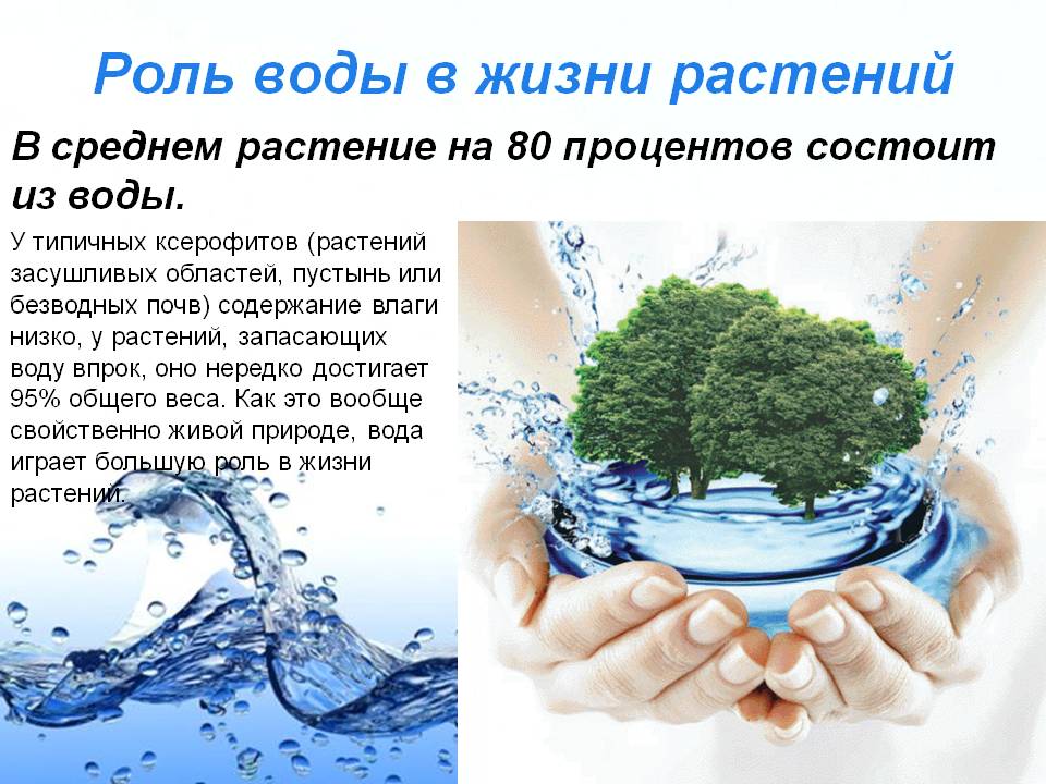 Роль воды в жизни растений