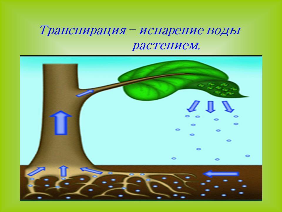 Функции воды в природе