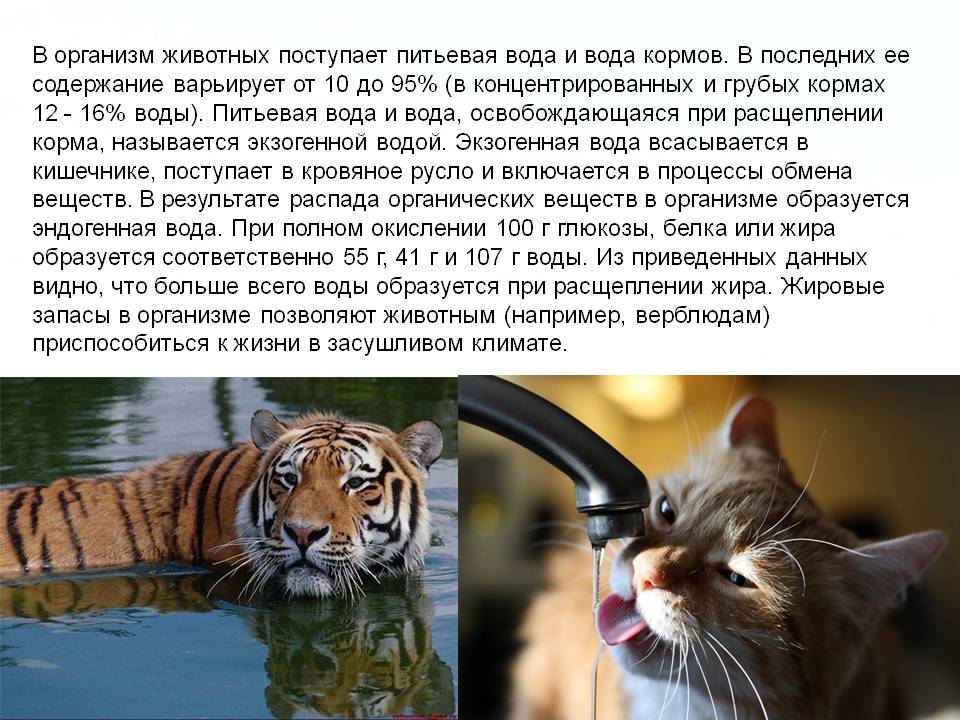 Питьевая вода