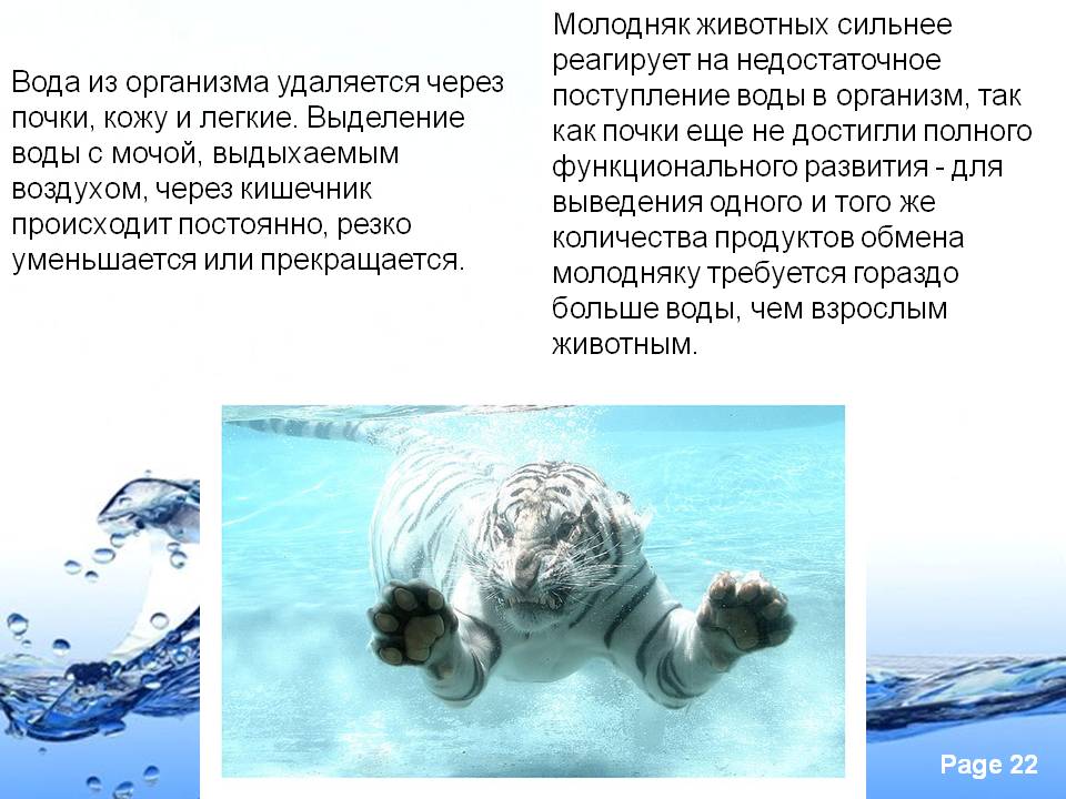Молодняк животных