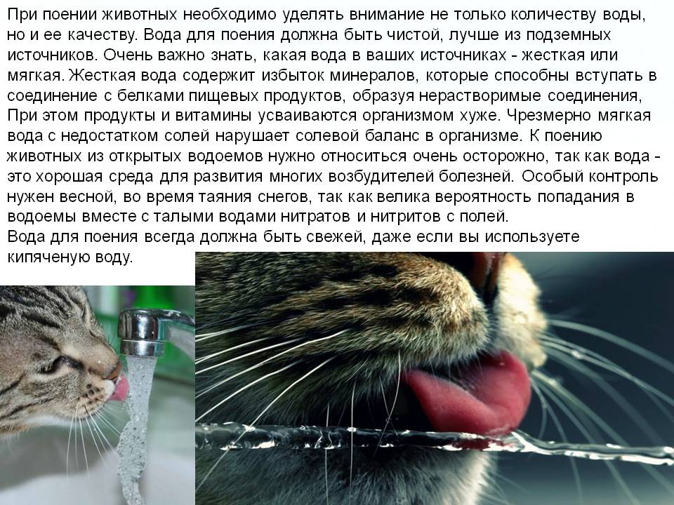 Внимание