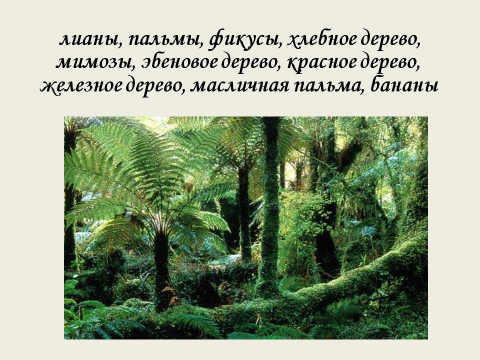 Лианы, пальмы, фикусы, хлебное дерево, мимозы, эбеновое дерево