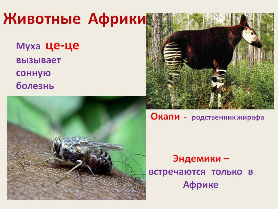 Окапи - родственник жирафа