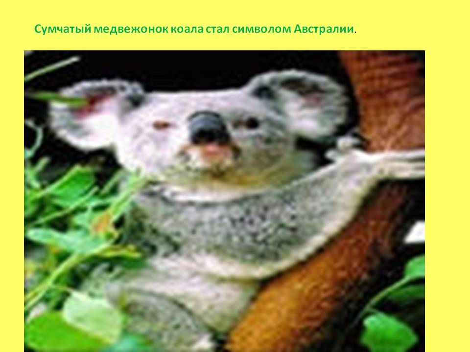 Сумчатый медвежонок коала стал символом Австралии