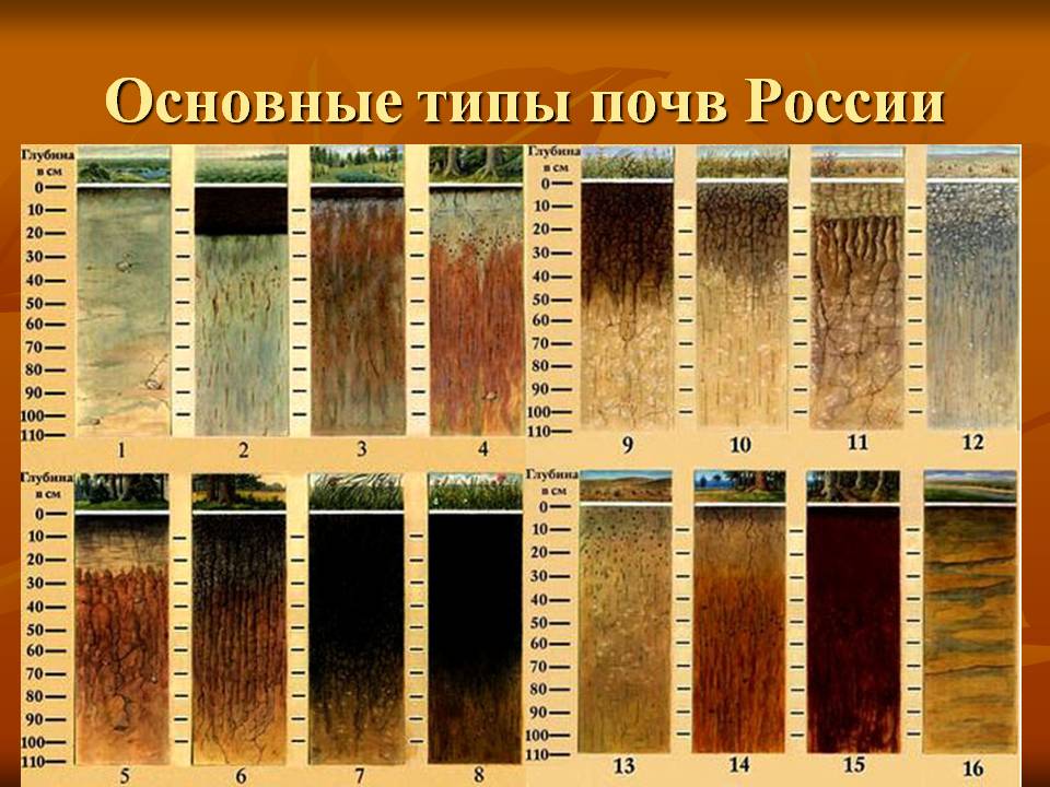 Основные типы почв России