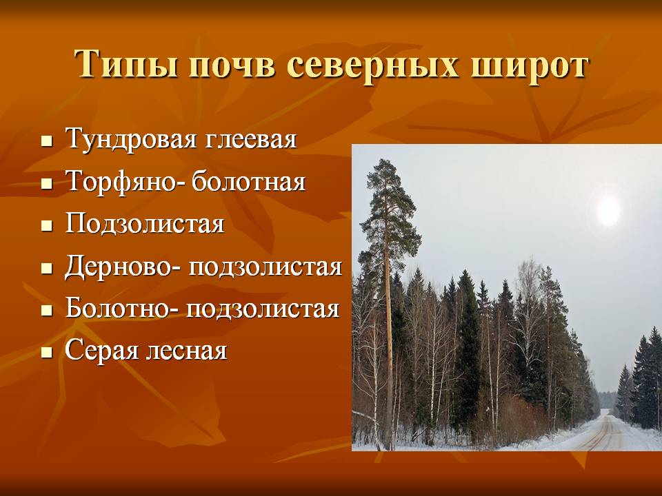 Типы почв северных широт