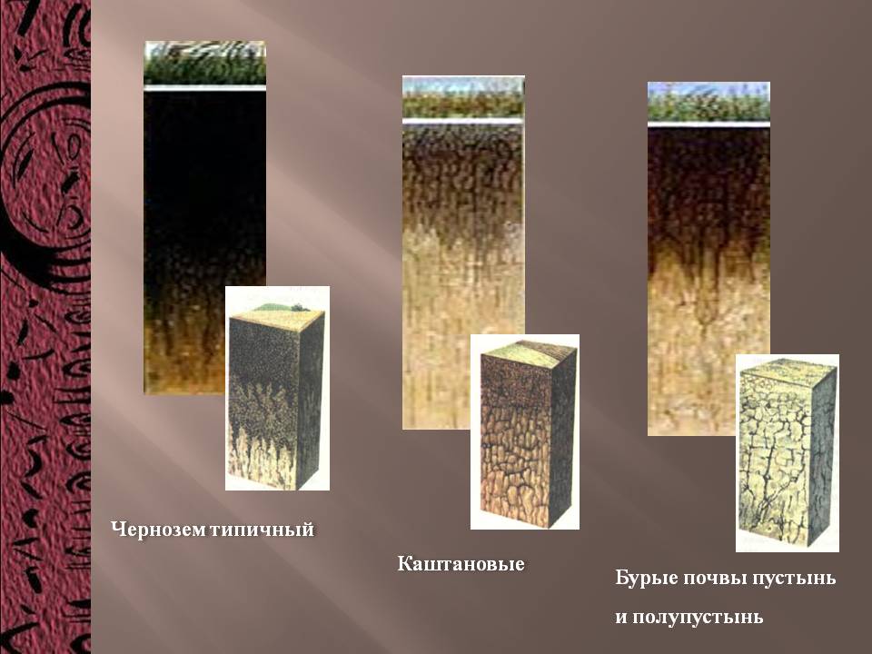 Чернозем типичный