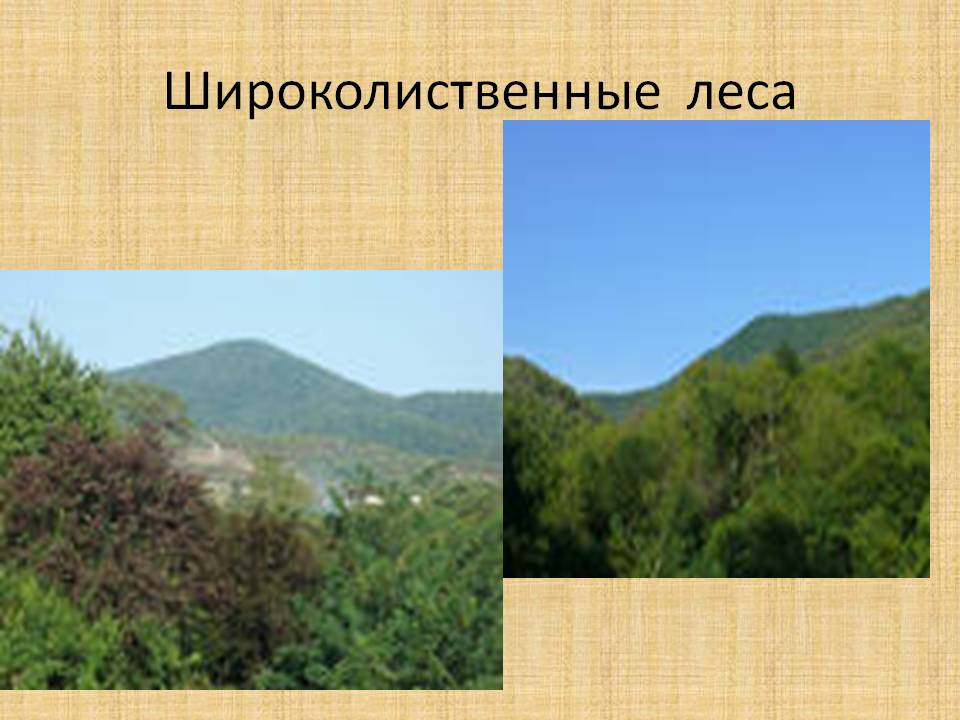 Широколиственные леса