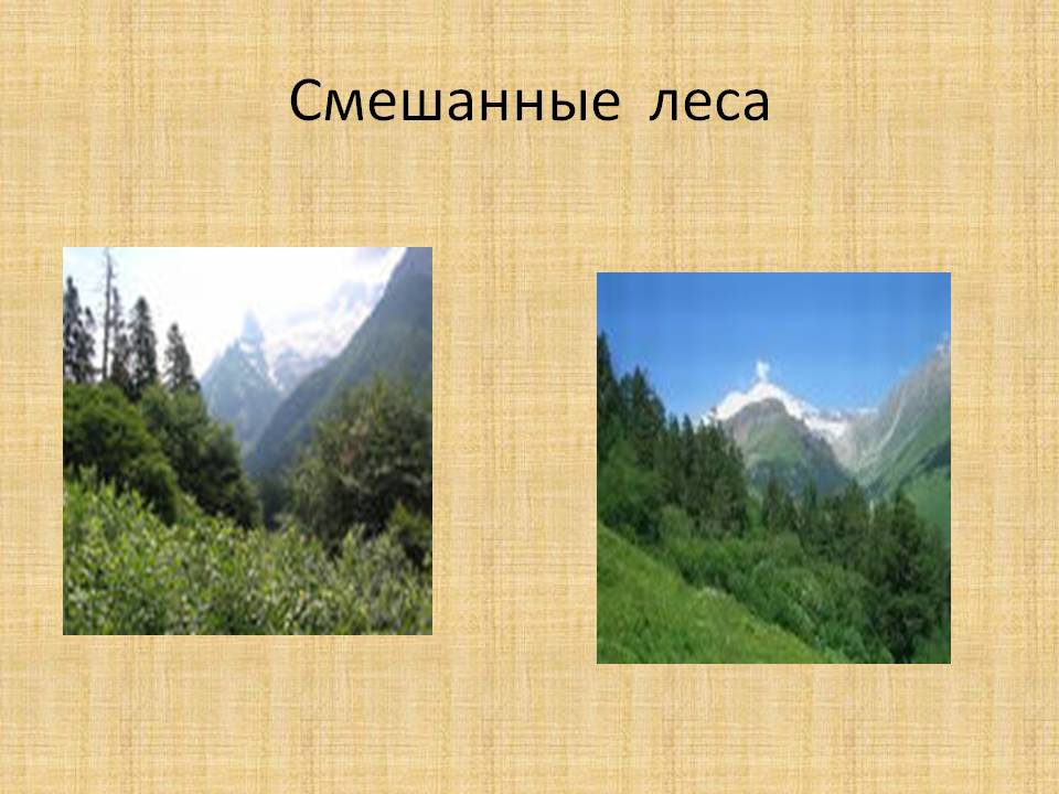 Смешанные леса