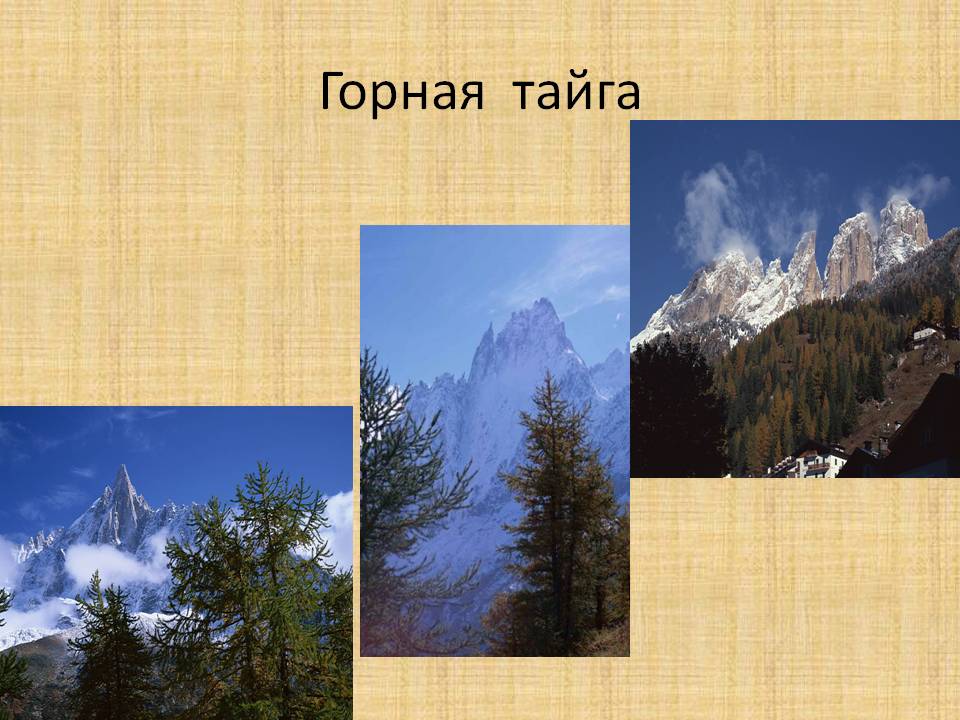 Горная тайга