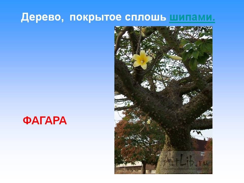Фагара