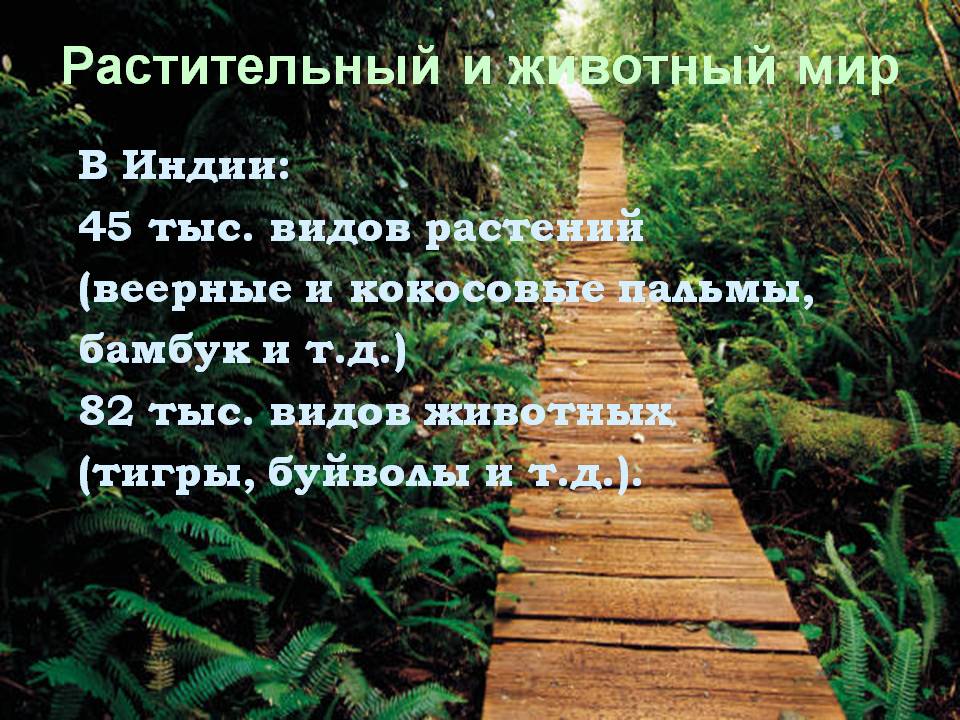 Растительный и животный мир