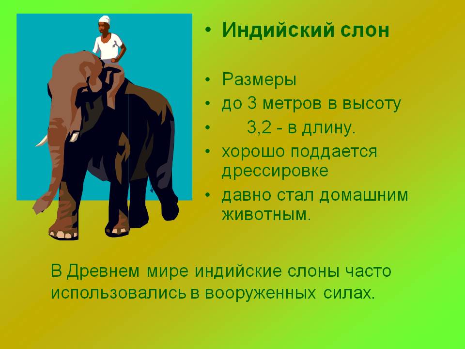 Индийский слон Размеры до 3 метров в высоту 3,2 - в длину