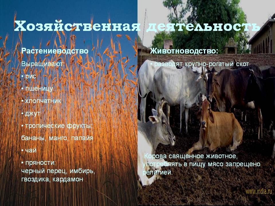 Хозяйственная деятельность