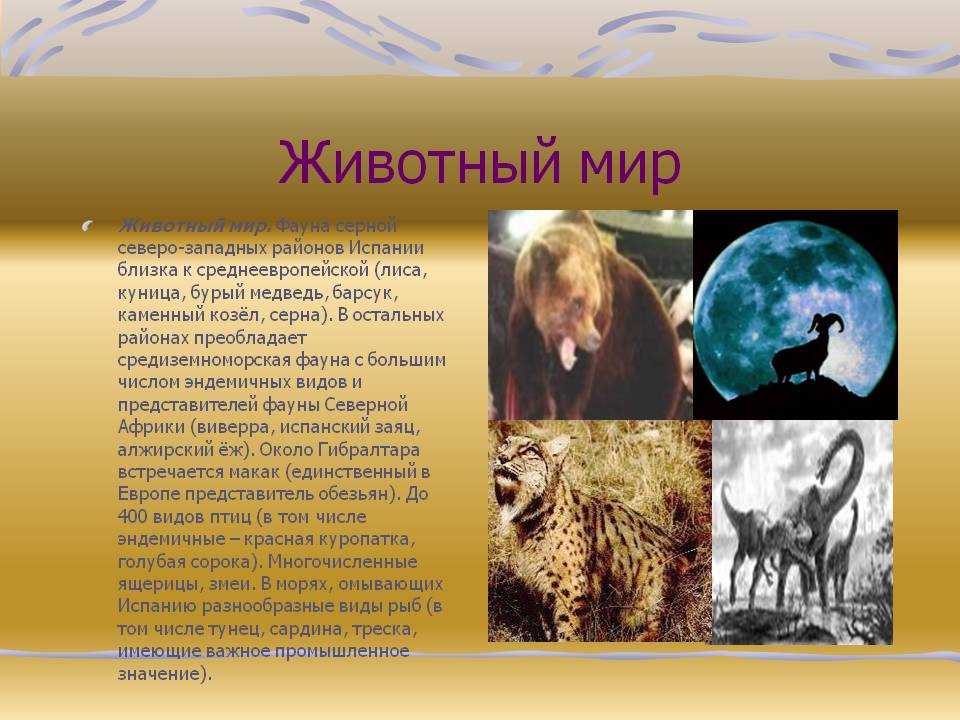 Животный мир