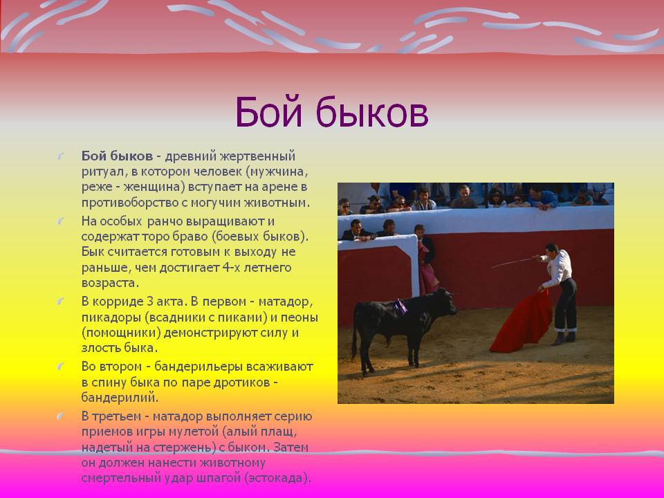 Бой быков