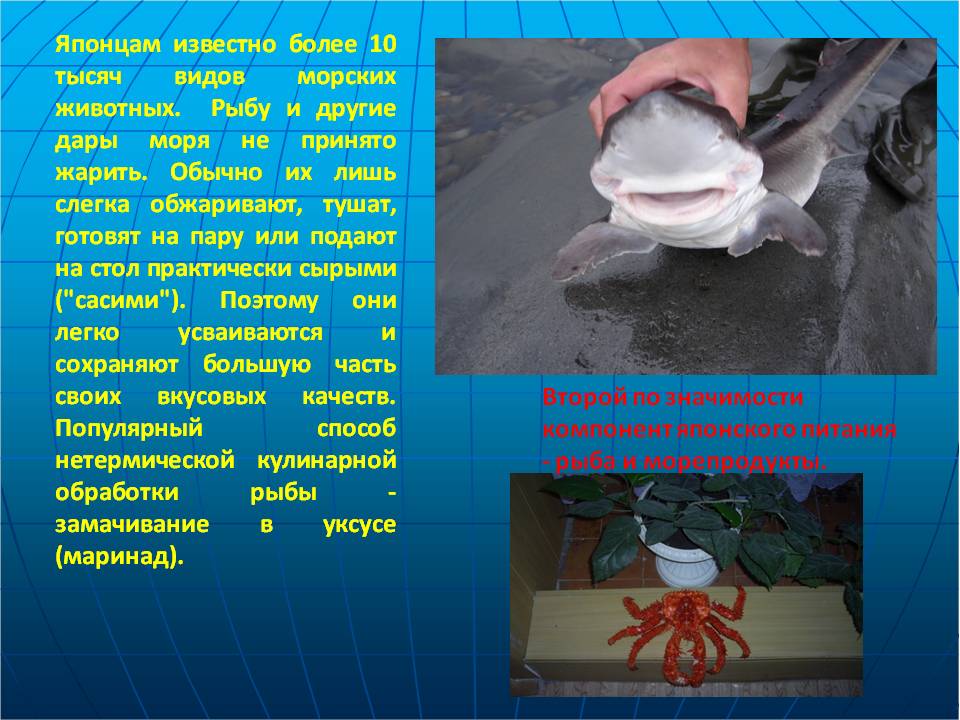 Японцам известно более 10 тысяч видов морских животных