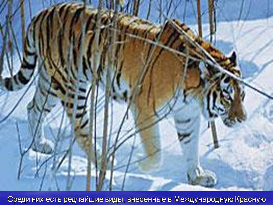 Редчайшие виды