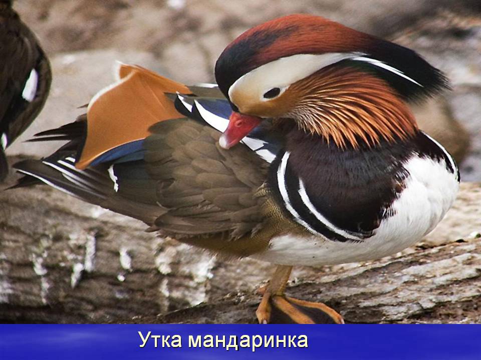 Мандаринка