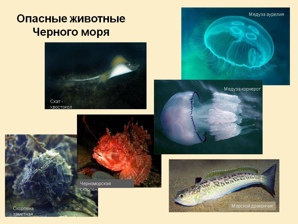 Опасные животные Черного моря