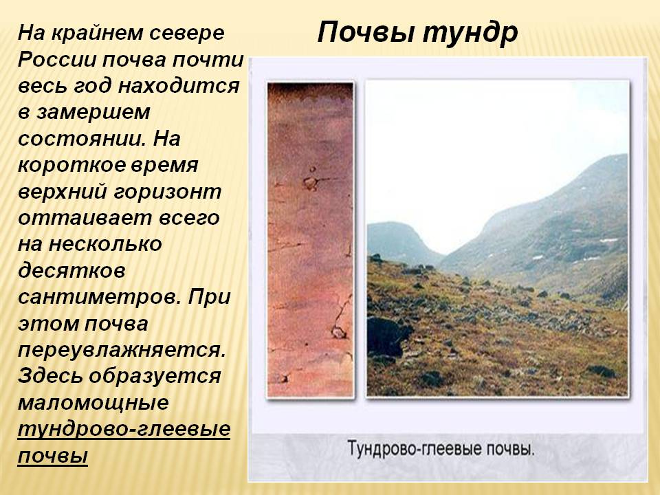 Почвы тундр