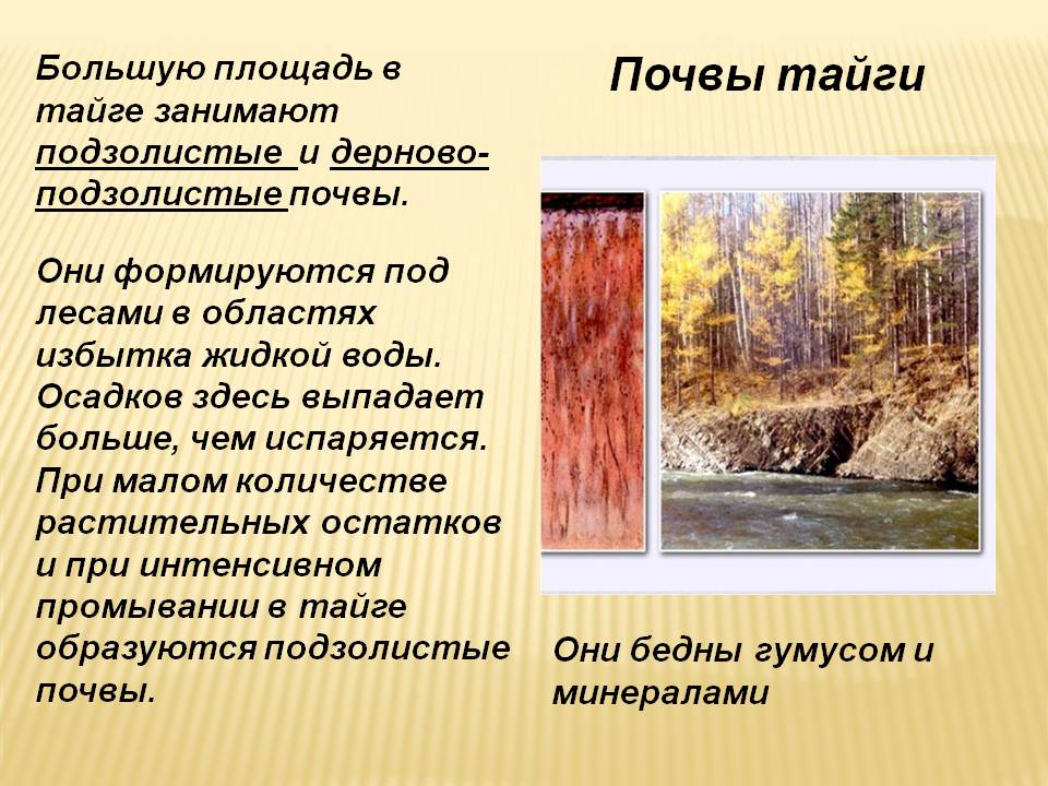 Почвы тайги