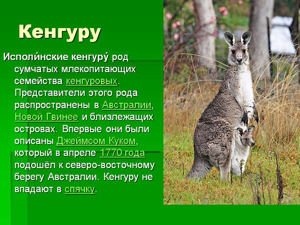 Кенгуру