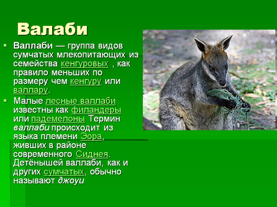 Валаби