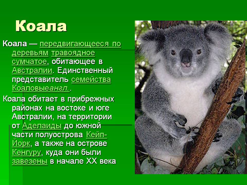 Коала