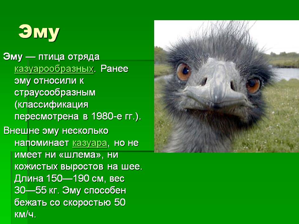 Эму