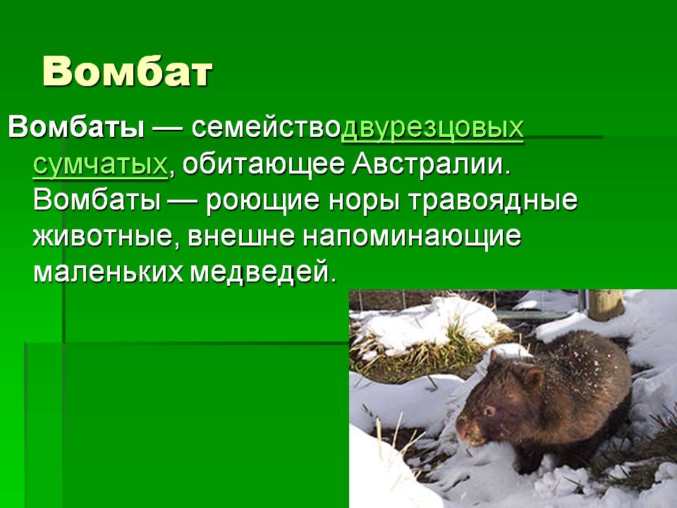 Вомбат